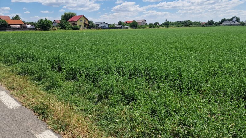 Teren intravilan Bolintin- Deal, 9 500 mp, deschidere 46 m